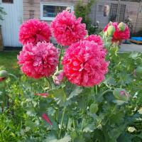 Mak Fringed Fancy Rose