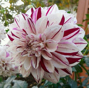 Dalia lotosowa Prince Valiant 1szt