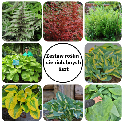 Kolekcja roślin cieniolubnych 8szt