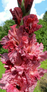 Mieczyk egzotyczny Velvet Raspberry 10szt