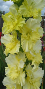 Mieczyk egzotyczny Lemon Frizzle 10szt