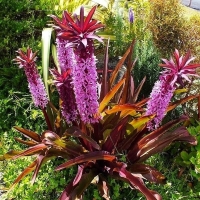 eucomis sparkling burgundy.jpg
