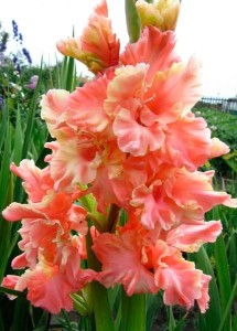 Mieczyk karbowany Calendar 5szt