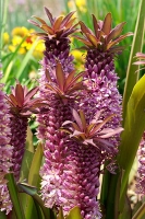 Eucomis Sparkling Burgundy.jpg