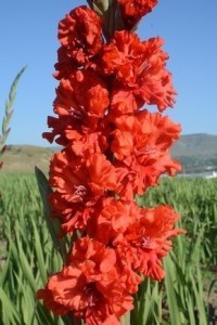 Mieczyk karbowany King Redbag 5szt