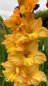 Mieczyk karbowany Sabor 5szt