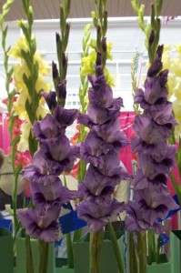 Mieczyk karbowany Grapevine 5szt