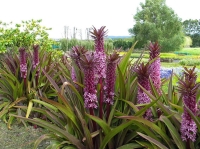 eucomis sparkling burgundy.jpg