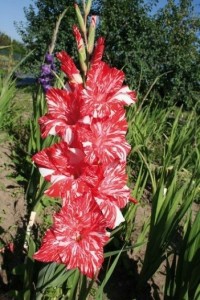 Mieczyk karbowany Koi Porsuit 5szt