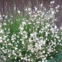 Gaura biala