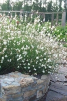 Gaura biala