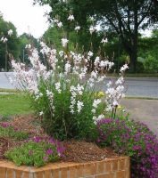 Gaura biala