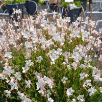 Gaura biala