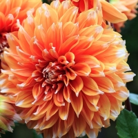 Dalia Colour Spectacle
