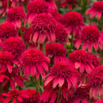 Jeżówka Delicious Candy 1szt