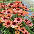 Echinacea Fresco Apricot
