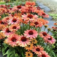 Echinacea Fresco Apricot