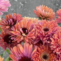 Echinacea Fresco Apricot