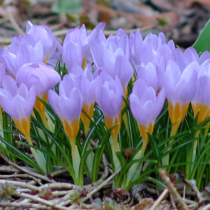 Krokus Tricolor 10szt