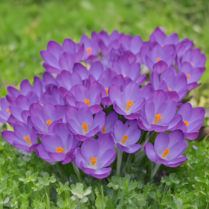 Krokus Ruby Giant 10szt