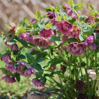 Ciemiernik Double Ellen Pink