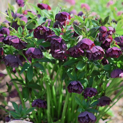 Ciemiernik Double Ellen Purple 1szt