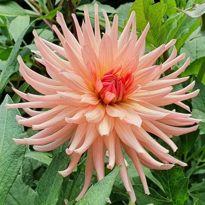 Dalia kaktusowa Preference 1szt