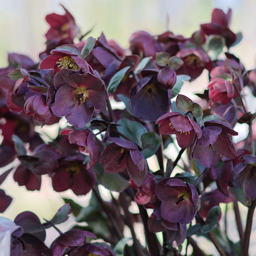 Ciemiernik Purpurowy