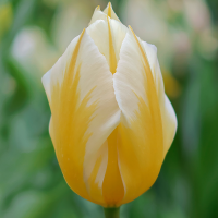 Tulipan Flaming Coquette