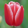 Tulipan Leen van der Mark