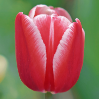 Tulipan Leen van der Mark