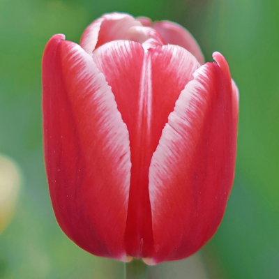 Tulipan Leen van der Mark 5szt