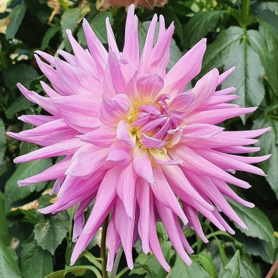 Dalia kaktusowa Park Princess 1szt