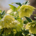 Ciemiernik Double Ellen Yellow