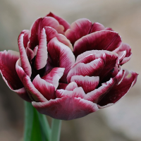 Tulipan Wyndham