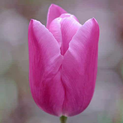 Tulipan Aafke