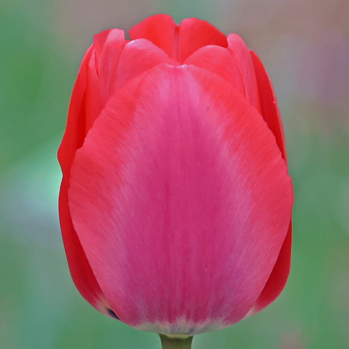 Tulipan Oscar