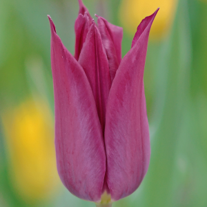 Tulipan liliokształtny Burgundy 5szt