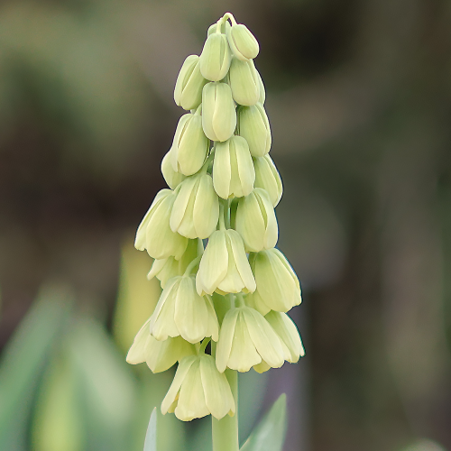 Szachownica Ivory Bells