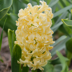 Hiacynt Yellow Queen 3szt