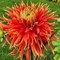 Dalia Show and Tell
