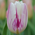 Tulipan Flaming Flag