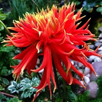 Dalia Show and Tell