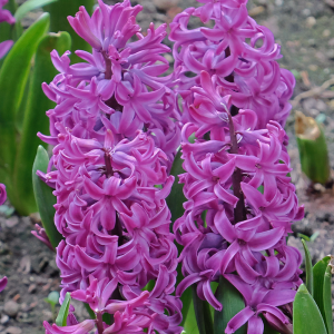 Hiacynt Pink Pearl 3szt