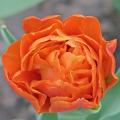 Tulipan Queensaday