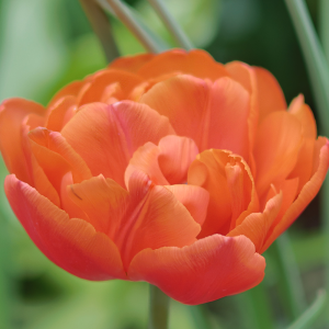 Tulipan pełny Queensday 5szt