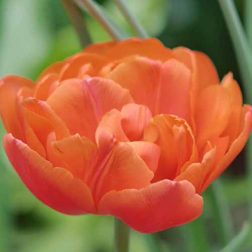 Tulipan Queensday