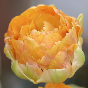 Tulipan pełny Foxy Foxtrot 5szt