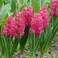 Hiacynt Jan Bos