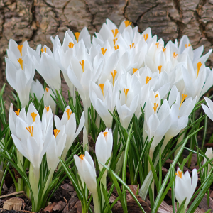 Krokus wielkokwiatowy Jeanne d'Arc 10szt